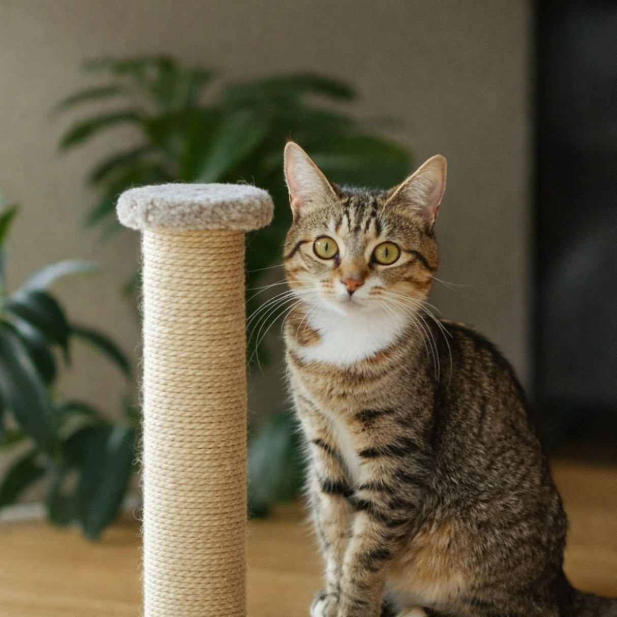 SISAL - sisalová přírodní lana a šňůry, stáčená, průměry 6, 8 a 10mm, LANEX